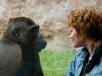 gorilla og kvinde
