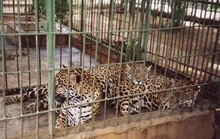 Jaguar Nicaragua