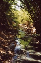 Vandløb i San Salvador Zoo