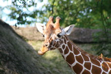 giraf (zoosite)